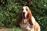 BASSET HOUND 233